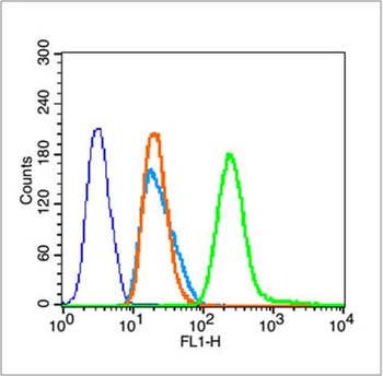 Phospho-NFKB p65 (Ser468) Rabbit Polyclonal Antibody