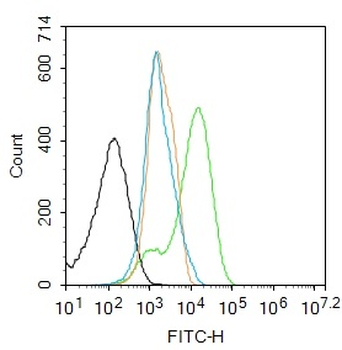Phospho-NFKB p65 (Ser536) Rabbit Polyclonal Antibody