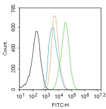 Phospho-NFKB p65 (Ser529) Rabbit Polyclonal Antibody