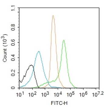 Phospho-NFKB p65 (Thr435) Rabbit Polyclonal Antibody