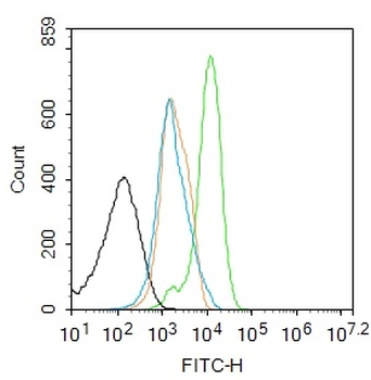 Phospho-NFKB p65 (Thr505) Rabbit Polyclonal Antibody