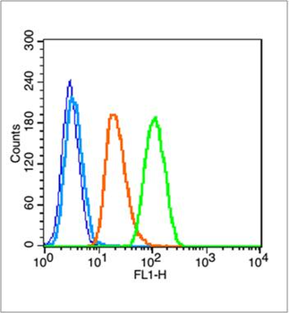 Phospho-NFKB1 (Ser903) Rabbit Polyclonal Antibody