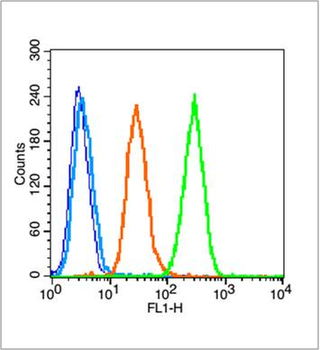 Phospho-NFKB1 (Thr931) Rabbit Polyclonal Antibody
