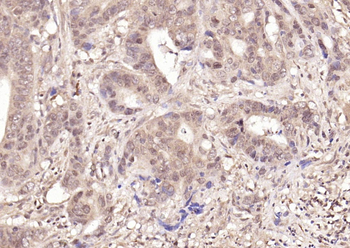 Phospho-NFKB1 (Ser337) Rabbit Polyclonal Antibody