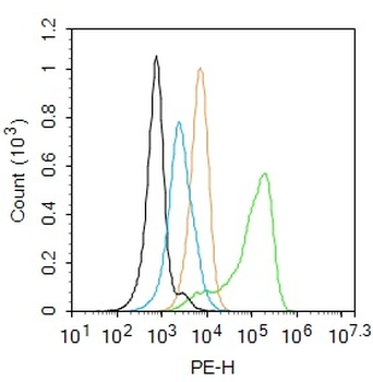Phospho-eNOS (Thr113) Rabbit Polyclonal Antibody