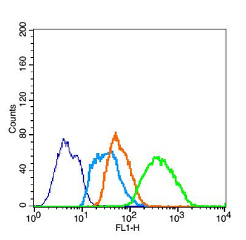 Phospho-Nrf2 (Ser40) Rabbit Polyclonal Antibody
