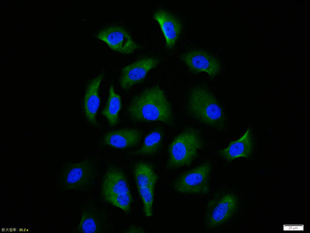 Phospho-Nrf2 (Ser40) Rabbit Polyclonal Antibody