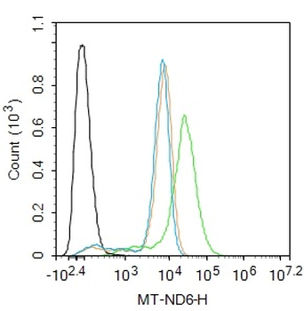 MT-ND6 Rabbit Polyclonal Antibody