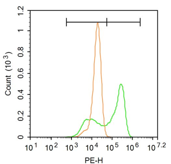 Nur77 Rabbit Polyclonal Antibody