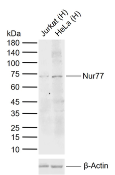 Nur77 Rabbit Polyclonal Antibody