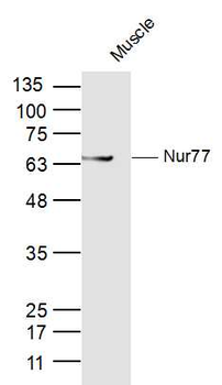 Nur77 Rabbit Polyclonal Antibody