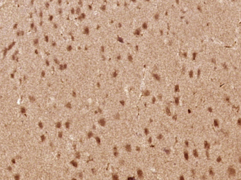 Phospho-Nur77 (Ser351) Rabbit Polyclonal Antibody