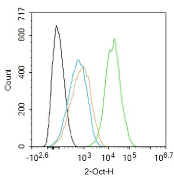 OCT2 Rabbit Polyclonal Antibody