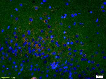 OPRS1 Rabbit Polyclonal Antibody