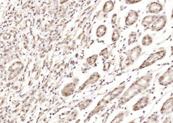 Phospho-CDKN1A/p21 (Thr145) Rabbit Polyclonal Antibody