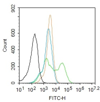 Phospho-CDKN1A/p21 (Ser130) Rabbit Polyclonal Antibody