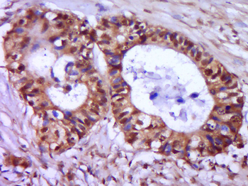 Phospho-CDKN1A/p21 (Ser130) Rabbit Polyclonal Antibody