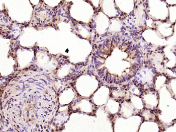 Phospho-CDKN1A/p21 (Ser130) Rabbit Polyclonal Antibody