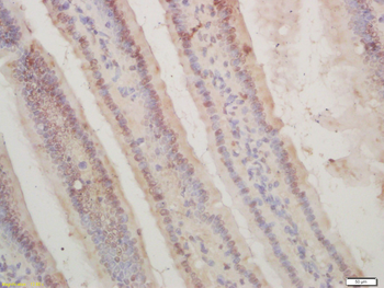 Phospho-CDKN1A/p21 (Ser130) Rabbit Polyclonal Antibody