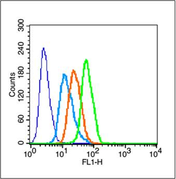 Phospho-CDKN1B (Thr198) Rabbit Polyclonal Antibody