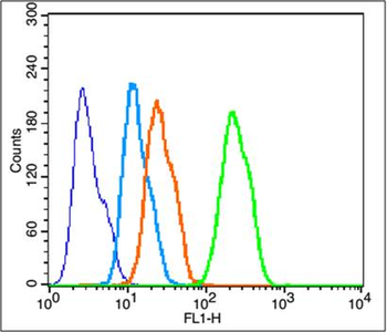 Phospho-p38 MAPK (Thr180 + Tyr182) Rabbit Polyclonal Antibody