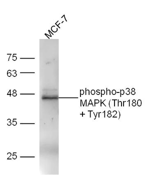 Phospho-p38 MAPK (Thr180 + Tyr182) Rabbit Polyclonal Antibody
