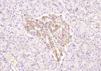 Phospho-MEK5 (Ser129) Rabbit Polyclonal Antibody