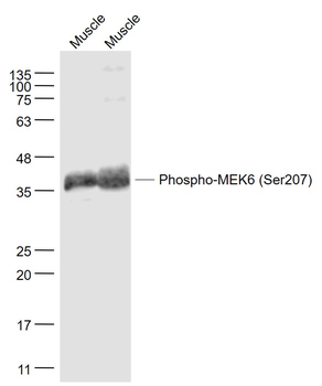 Phospho-MEK6 (Ser207) Rabbit Polyclonal Antibody