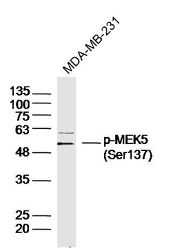 Phospho-MEK5 (Ser137) Rabbit Polyclonal Antibody