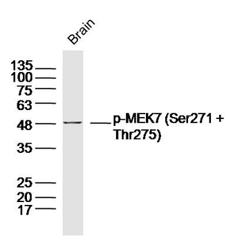 Phospho-MEK7 (Ser271 + Thr275) Rabbit Polyclonal Antibody