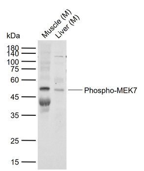 Phospho-MEK7 (Ser271 + Thr275) Rabbit Polyclonal Antibody