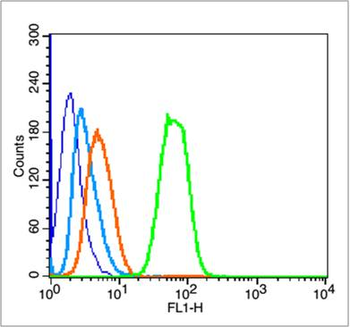 Phospho-P53 (Ser33) Rabbit Polyclonal Antibody