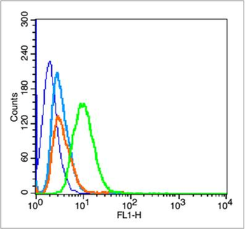 Phospho-P53 (Ser37) Rabbit Polyclonal Antibody