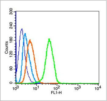 Phospho-P53 (Ser46) Rabbit Polyclonal Antibody