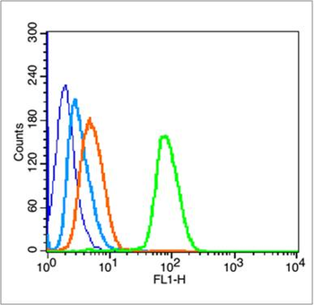 Phospho-P53 (Ser6) Rabbit Polyclonal Antibody