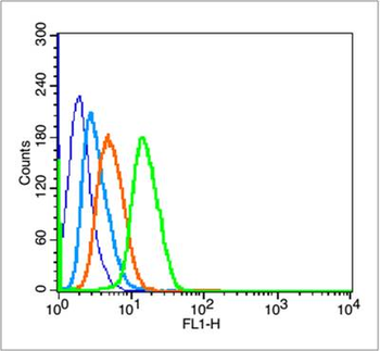 Phospho-P53 (Thr18) Rabbit Polyclonal Antibody