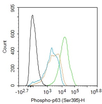 Phospho-p63 (Ser395) Rabbit Polyclonal Antibody