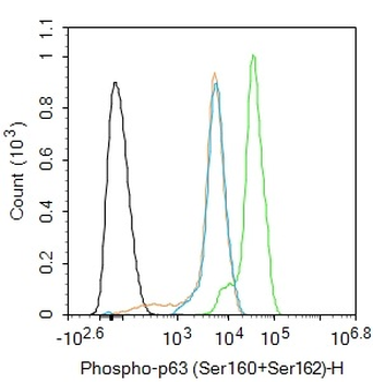 Phospho-p63 (Ser160+Ser162) Rabbit Polyclonal Antibody