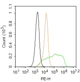 Phospho-RPS6KB1 (Ser427) Rabbit Polyclonal Antibody