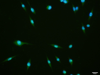 Phospho-RPS6KB1 (Ser434) Rabbit Polyclonal Antibody