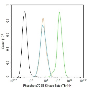 Phospho-p70 S6 Kinase Beta (Thr444 + Ser447) Rabbit Polyclonal Antibody