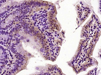 Phospho-RPS6KA1 (Ser352) Rabbit Polyclonal Antibody