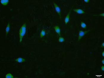 Phospho-PAK6 (Ser560) Rabbit Polyclonal Antibody