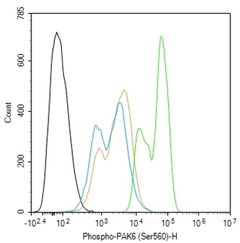 Phospho-PAK6 (Ser560) Rabbit Polyclonal Antibody