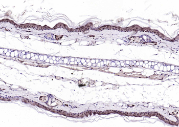 Phospho-PAK6 (Ser560) Rabbit Polyclonal Antibody