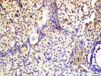 Phospho-PAK2 (Ser20) Rabbit Polyclonal Antibody