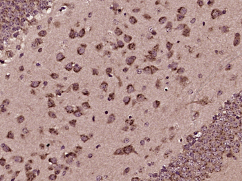 PAP2B Rabbit Polyclonal Antibody