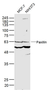 Paxillin Rabbit Polyclonal Antibody