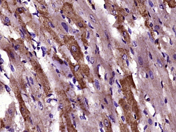 PDHA1 Rabbit Polyclonal Antibody