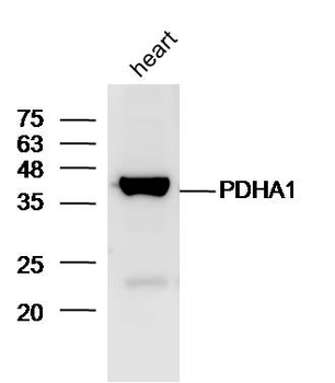 PDHA1 Rabbit Polyclonal Antibody